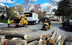 Professional  Tree Services in Wyoming, IL